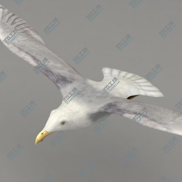 images/goods_img/202105074/Lowpoly animated seagull/2.jpg